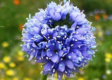 Globe Gilia Seeds (Gilia capitata) for seasonal color across the home garden flower bed