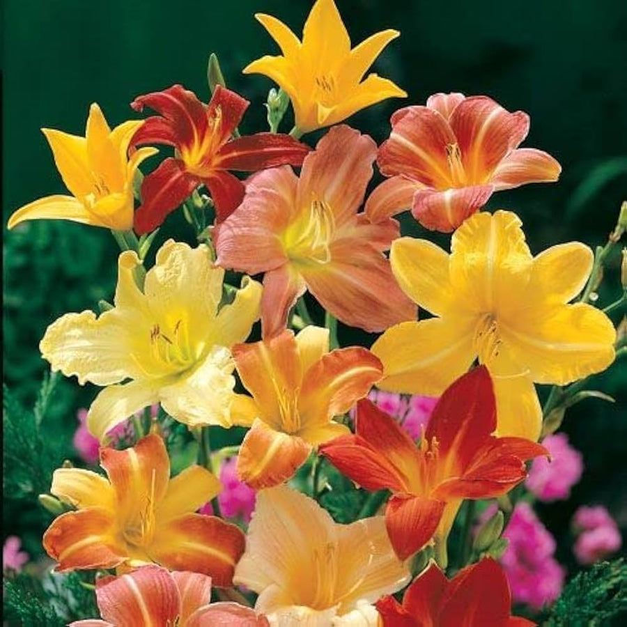 Osiria Rose Heirloom Mixed Color Flower - for planting in home garden