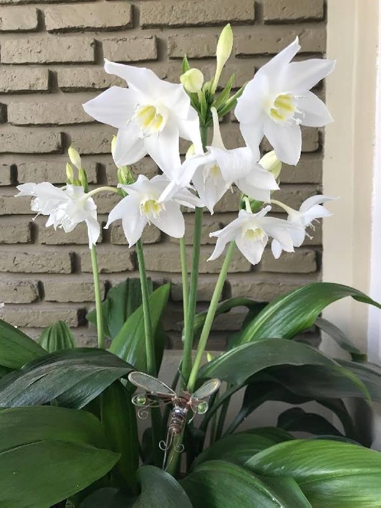 Lilium (Lily) flower seeds ��������� for planting in indoor bonsai pots or balcony gardens