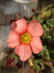 Wood Sorrel Oxalis Triangularis Red Herb Seeds for a bright addition to the Indoor Kitchen Garden Use