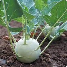 Early White Vienna Kohlrabi Seeds for gardeners building out beds and borders
