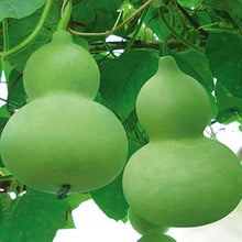 Bottle Gourd Seeds for home growers seeking a reliable harvest