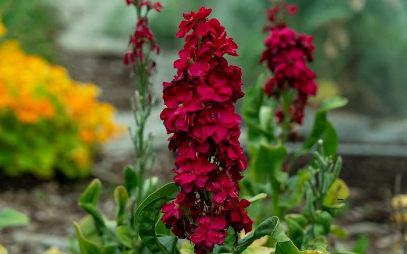 Matthiola incana (Deep Rose) for planting in cut flower garden