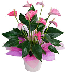 Anthurium Seeds for a colorful addition to any planting
