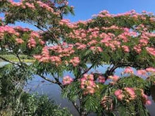 Albizia Mimosa Silk Tree Flower Seeds for DIY Home Gardens