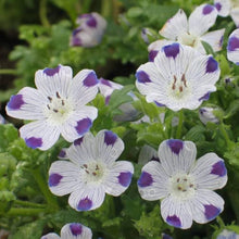 Five Spot Seeds (Nemophila maculata) for seasonal color across the Wildflower Garden Edge