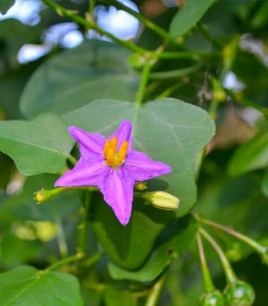 Solanum Trilobatum Cherry Vegetable Seeds for planting in vegetable patch