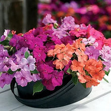Impatiens Seeds (Impatiens walleriana) for a lasting display in the Flower Bed & Garden
