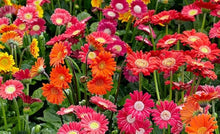 Gerbera Daisy Gerbera Jamesonii flower Seeds for a lasting display in the home garden and decorative indoor pots