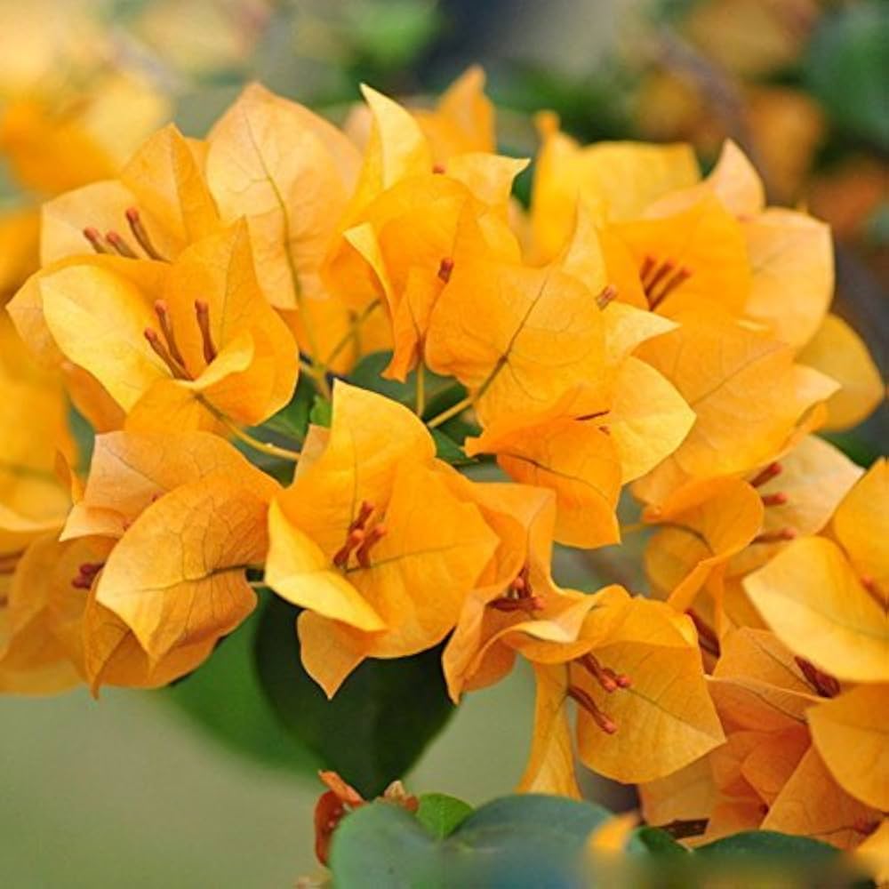 Bougainvillea Spectabilis Bougainvillea Spectabilis Seeds for planting in flower bed