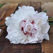 Festiva Maxima Peony Paeonia lactiflora flower seeds for home garden and ornamental borders - for planting in home garden