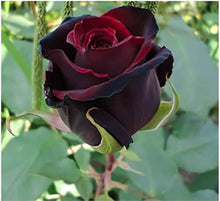 Black Velvet Rose Bush Seeds for a colorful addition to any planting