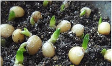 Blue Chinese Clivia Seeds for gardeners building out beds and borders