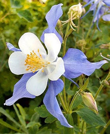 Aquilegia Columbine Heavenly Blue and White flower Seeds for gardeners building out beds and borders