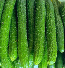 Carolina Cucumber Seeds (Cucumis anguria) for a fresh homegrown crop from the vegetable beds and trellis gardens