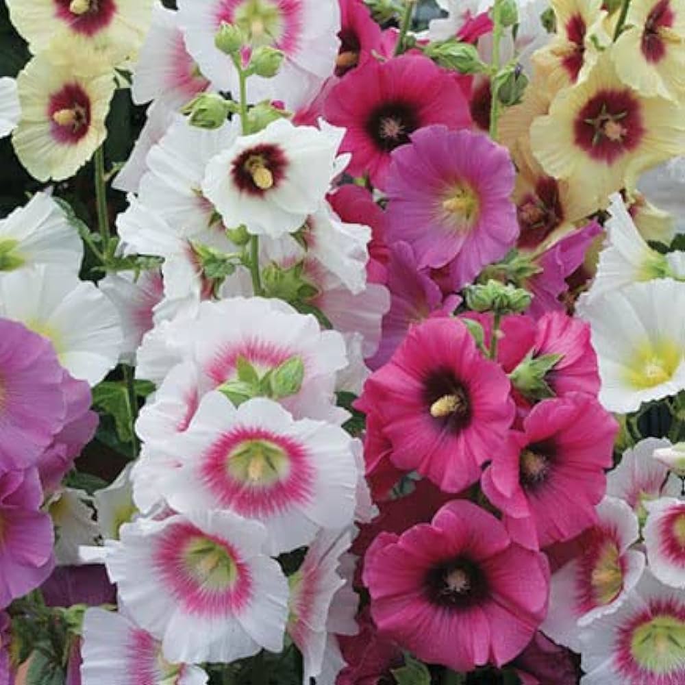 Hollyhock Giant Danish Red Flower - for planting in home garden