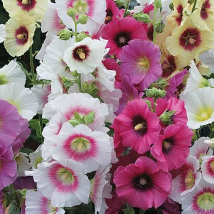 Hollyhock Giant Danish Red Flower - for planting in home garden