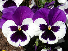 Pansy Seeds for growers seeking a long-blooming display