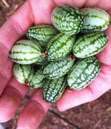 Melothria Scabra Mouse Melon Seeds for growers stocking a kitchen garden