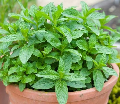 Mint Plants for a fragrant addition to the herb patch