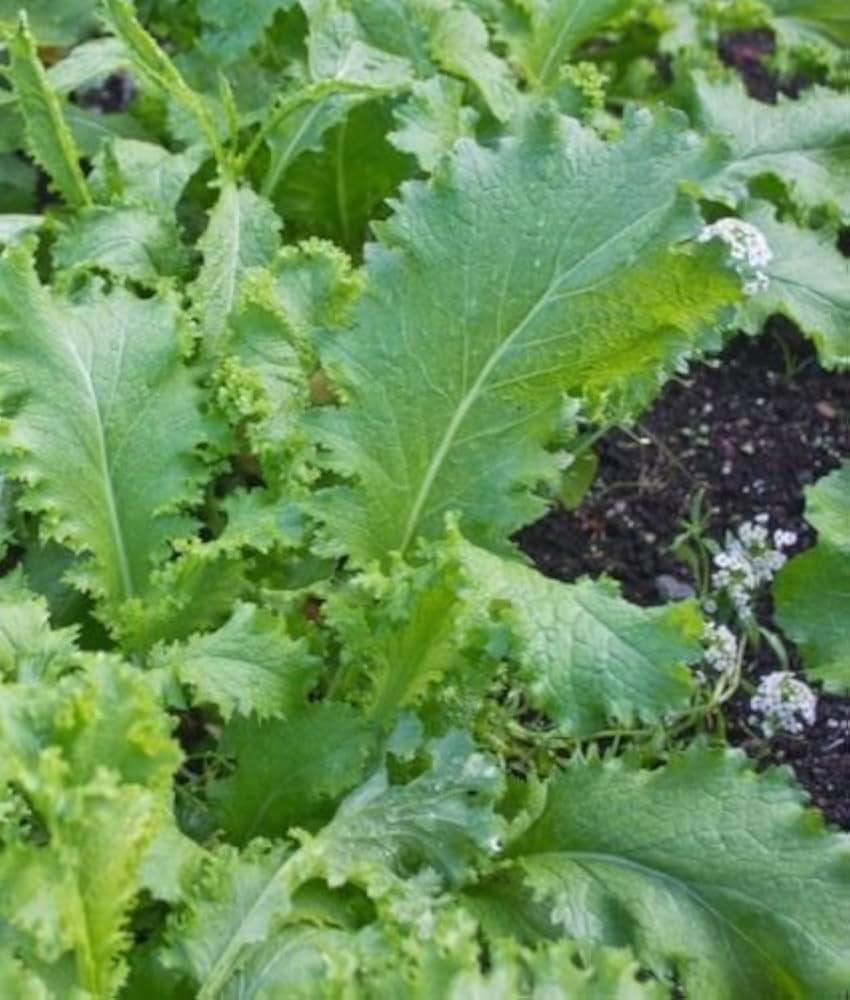 South Giant Curled Mustard for planting in vegetable patch