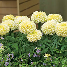 African Marigold Seeds (Tagetes erecta) for colorful blooms in the Flower Bed & Urban Garden