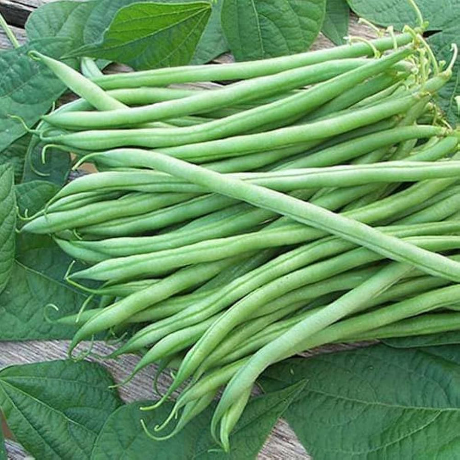 Provider Bush Green Bean (Phaseolus vulgaris) for planting in home garden