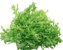 King Endive Lettuce Seeds for a productive addition to the vegetable patch