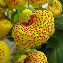 Pocketbook Seeds (Calceolaria herbeohybrida) for colorful blooms in the Balcony Colorful Pots