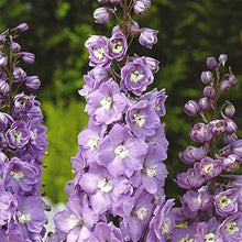 Delphinium Seeds for growers filling out the Home Garden Border