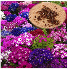 Mixed Color Cineraria Plant Seeds for seasonal color across the Home & Garden