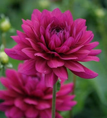 Dahlia Flower – Dahlia spp. – for planting in dark pink garden