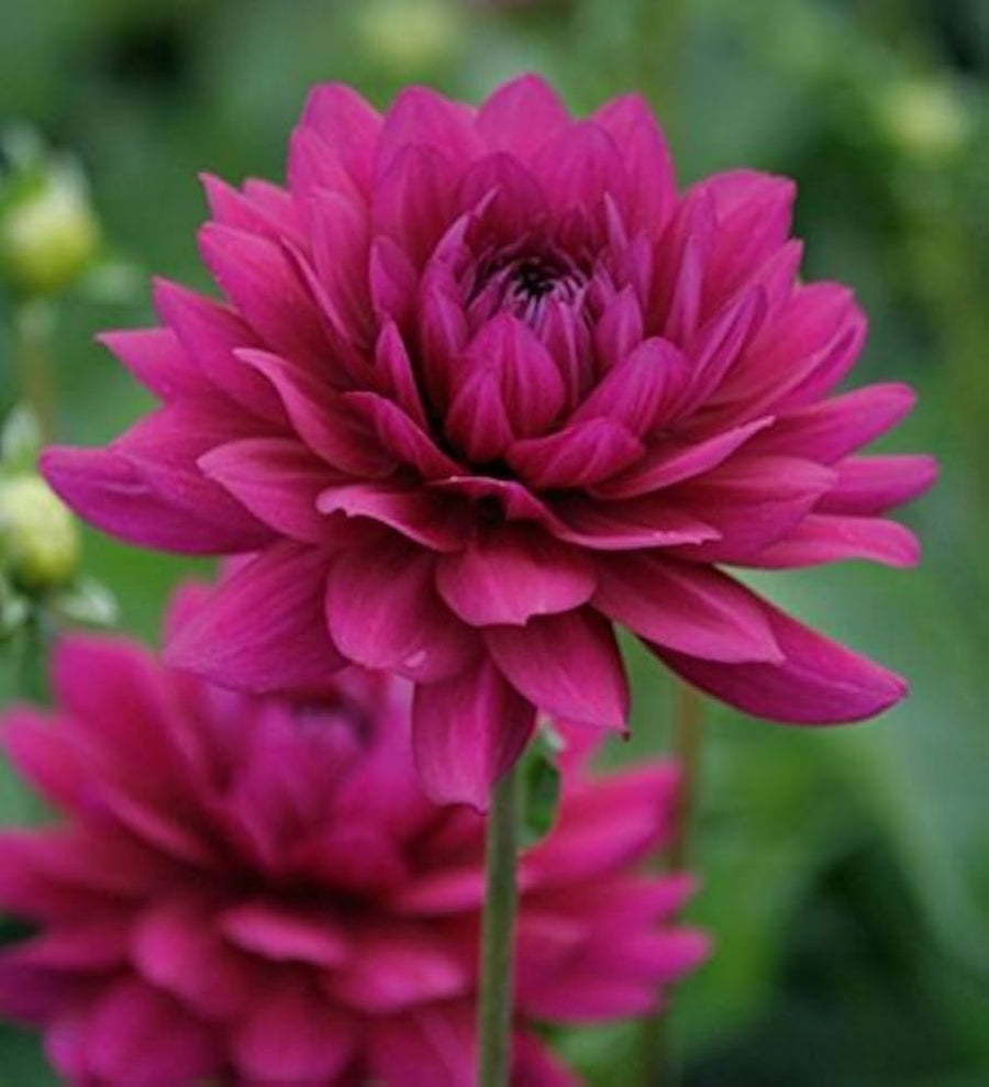 Dahlia Flower – Dahlia spp. – for planting in dark pink garden