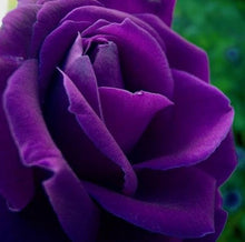 Osiria Purple Rose Seeds for reliable seasonal color