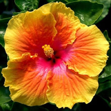 Hibiscus Rosa-Sinensis Rare Exotic Orange Pink Seeds for a homegrown harvest from the Decorative Garden Use