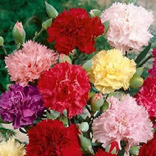 Carnation Seeds (Dianthus caryophyllus) for growers filling out the vertical garden and backyard use