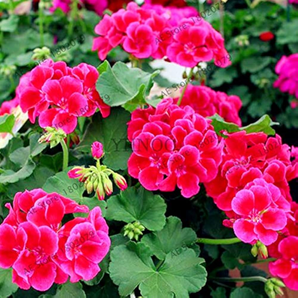 Pink Geranium Pelargonium hortorum flower seeds for planting in indoor pots and bonsai containers - for planting in home garden