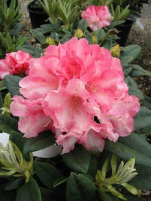 Rhododendron Rhododendron Ponticum flower Seeds for colorful blooms in the backyard gardening and landscape borders