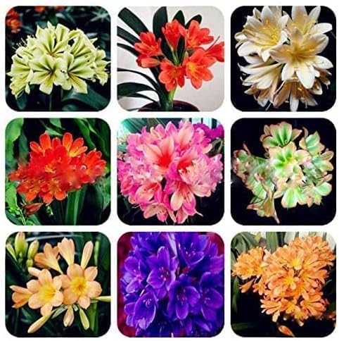Mixed Clivia Flower Clivia spp for planting in indoor garden