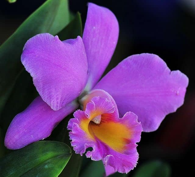 Exotic Orchidea Cattleya seeds for mini garden planting