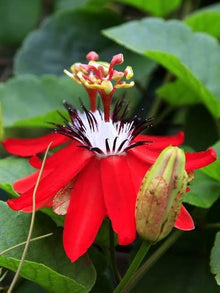 Bonsai Passion Seeds for growers planting the Garden Planting