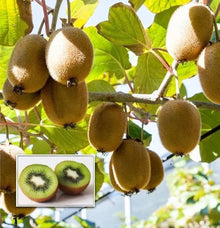 Kiwi Fruit Seeds Home Garden Bonsai