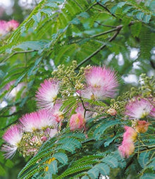 Albizia Silk Tree Seeds (Albizia julibrissin) for growers establishing the Urban Garden & Flower Bed