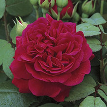 9 Colors of Chinese Rose Seeds (Rosa chinensis) for a lasting display in the Flower Garden