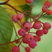 Korean Mountain Ash Sorbus Alnifolia Seeds for reliable seasonal color