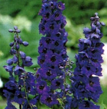 Delphinium Black Knight Seeds for growers seeking a long-blooming display