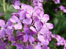 Evening Broth Matthiola Seeds prized for fragrant Night-Blooming Flowers