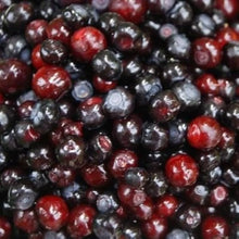 Mountain Huckleberry Bush Seeds (Gaylussacia baccata) for a homegrown harvest from the Berry Garden