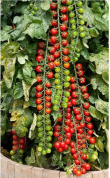 Cherry Tomato Seeds known for fruit & Vegetables