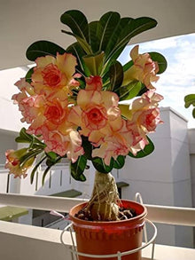 Desert Rose Adenium Obesum Orange Pink Seeds for growers planting the Vertical Garden Spaces